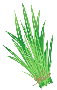 Grass